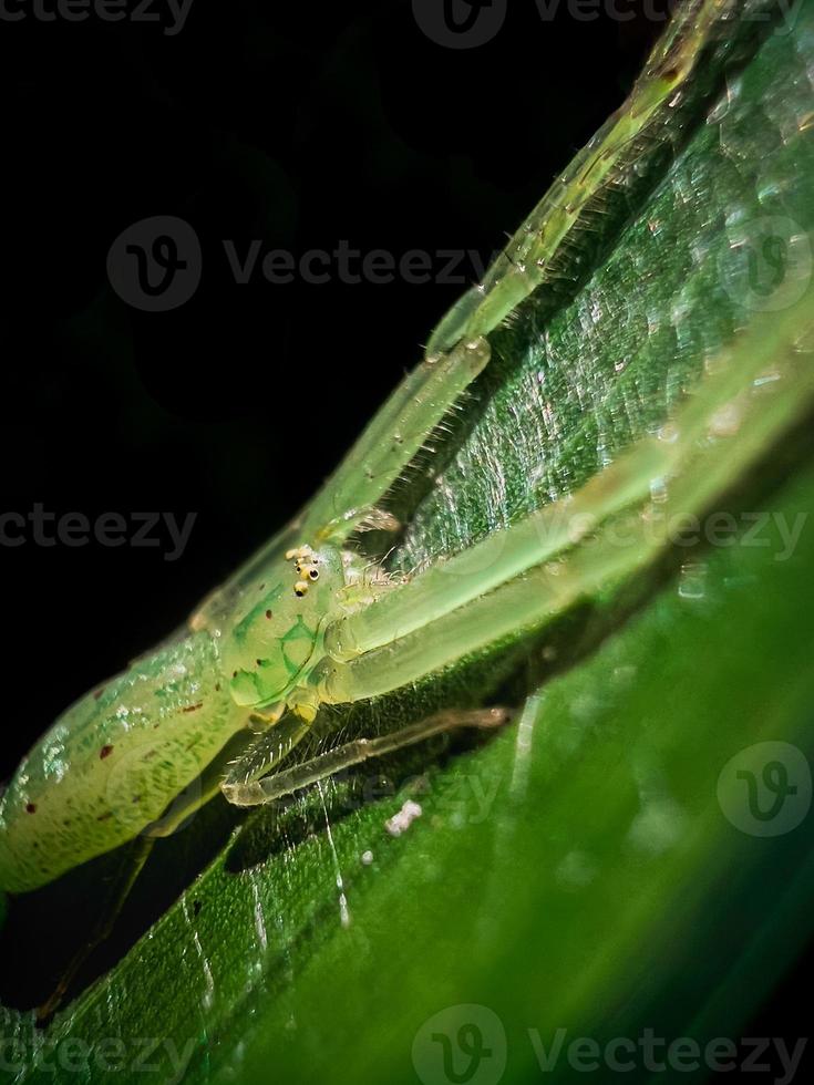 spin op een blad. foto