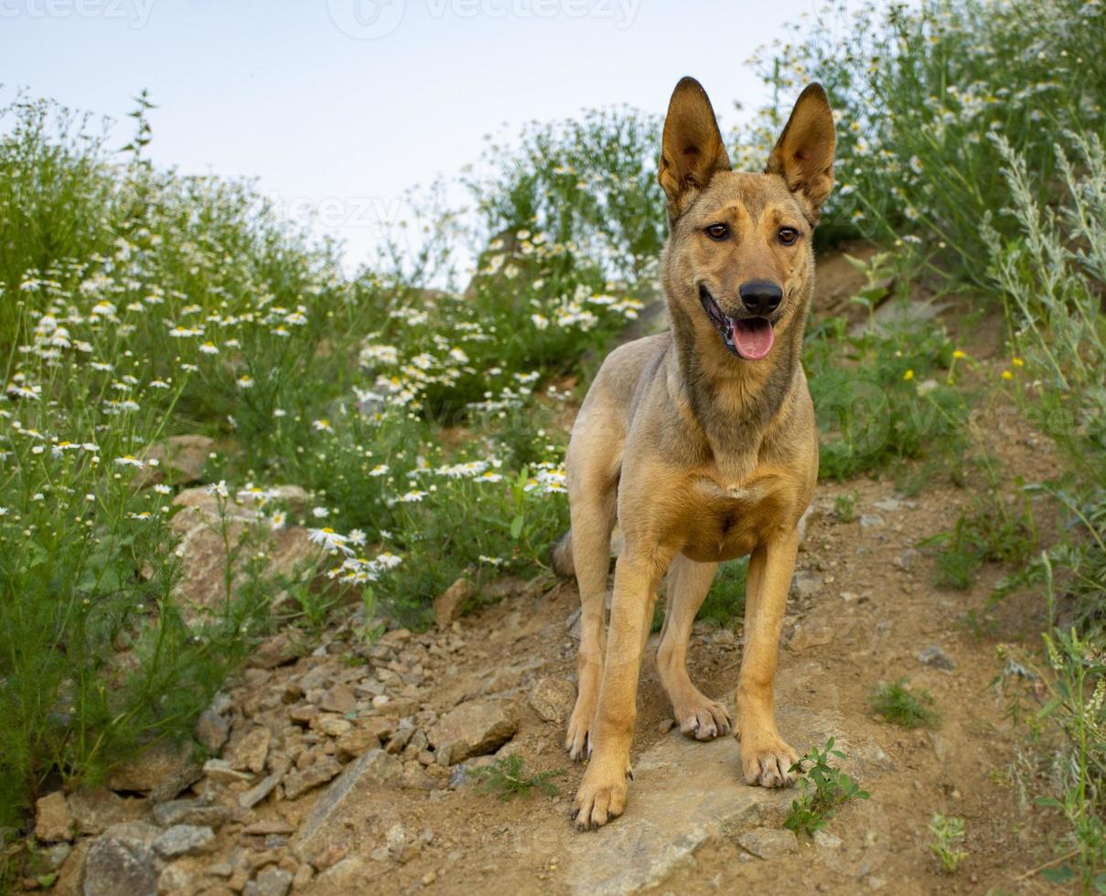 beige gember jong gemengd ras hond wandelingen in de heuvels met bloemen madeliefjes foto