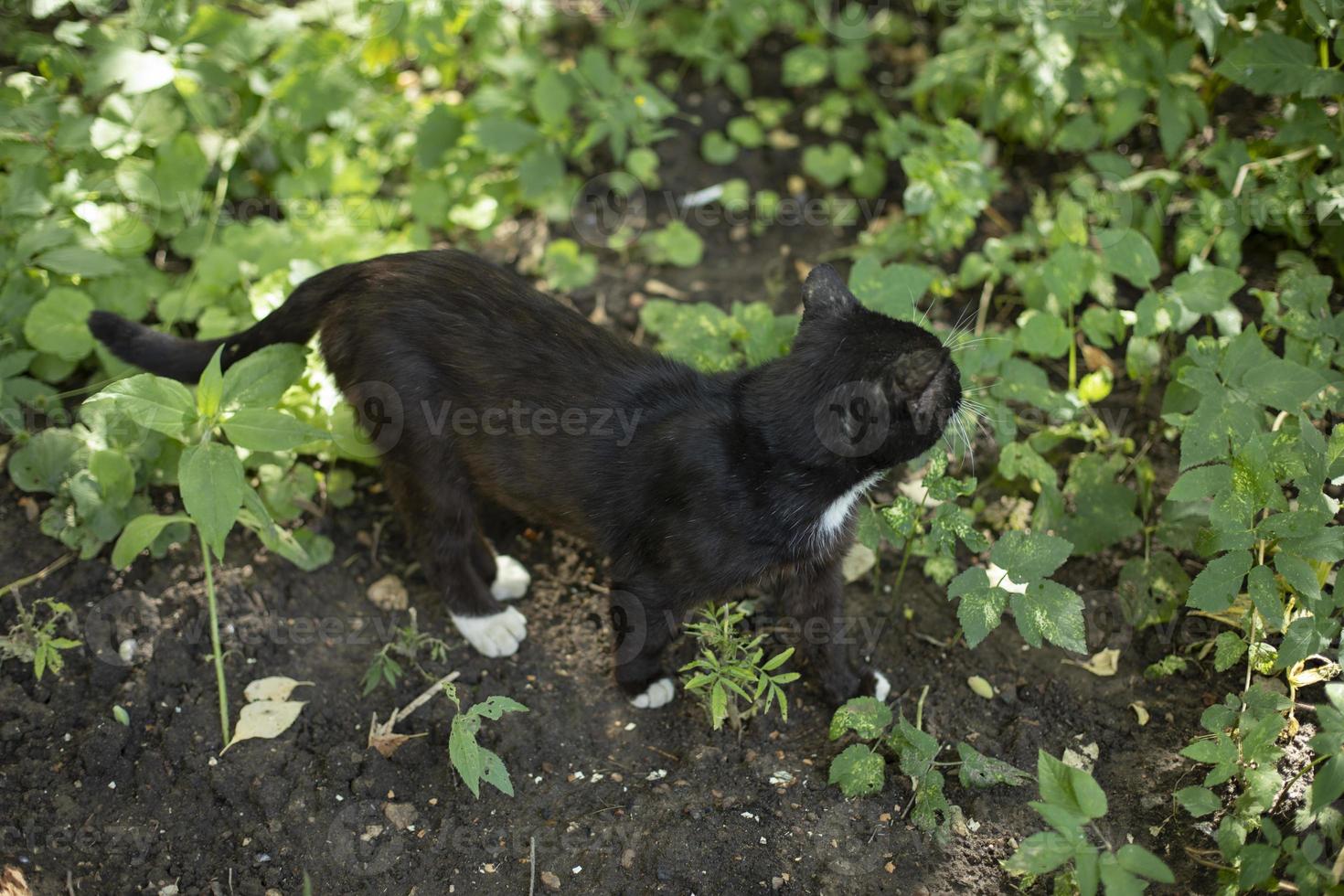 zwart kat in tuin. kat is staand Aan grond. huisdier buiten in zomer. foto