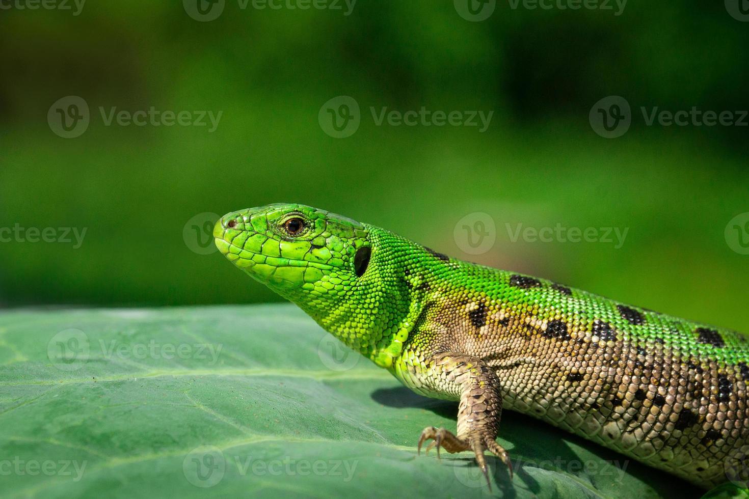 groen hagedis in de gras foto