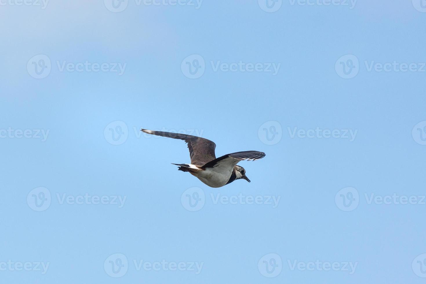 vanellus in de lucht foto