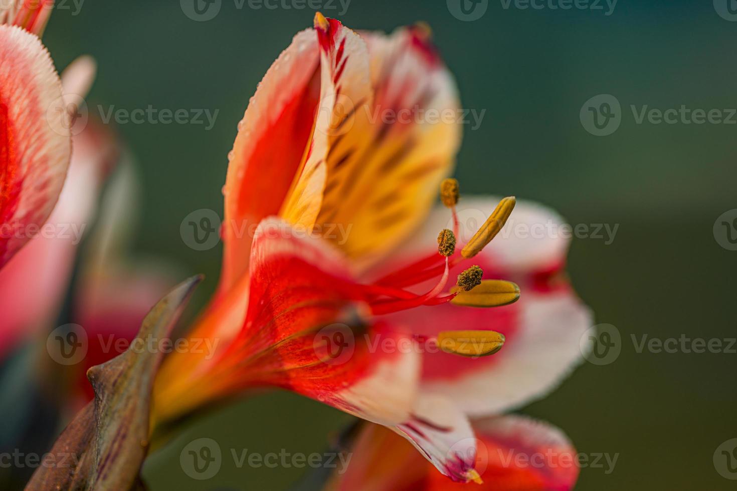 single dromerig surrealistische kleurrijk bloem. abstract zacht licht, helder kleuren, detailopname bloemen tuin. natuur concept, artistiek schoonheid bloemen foto