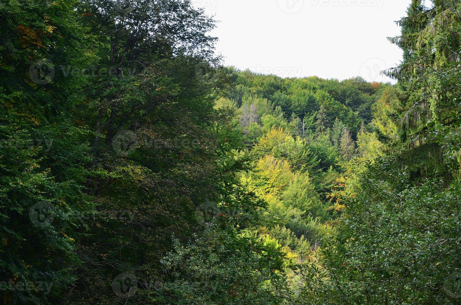 reeks van naald- bomen detailopname. structuur van Woud vegetatie foto