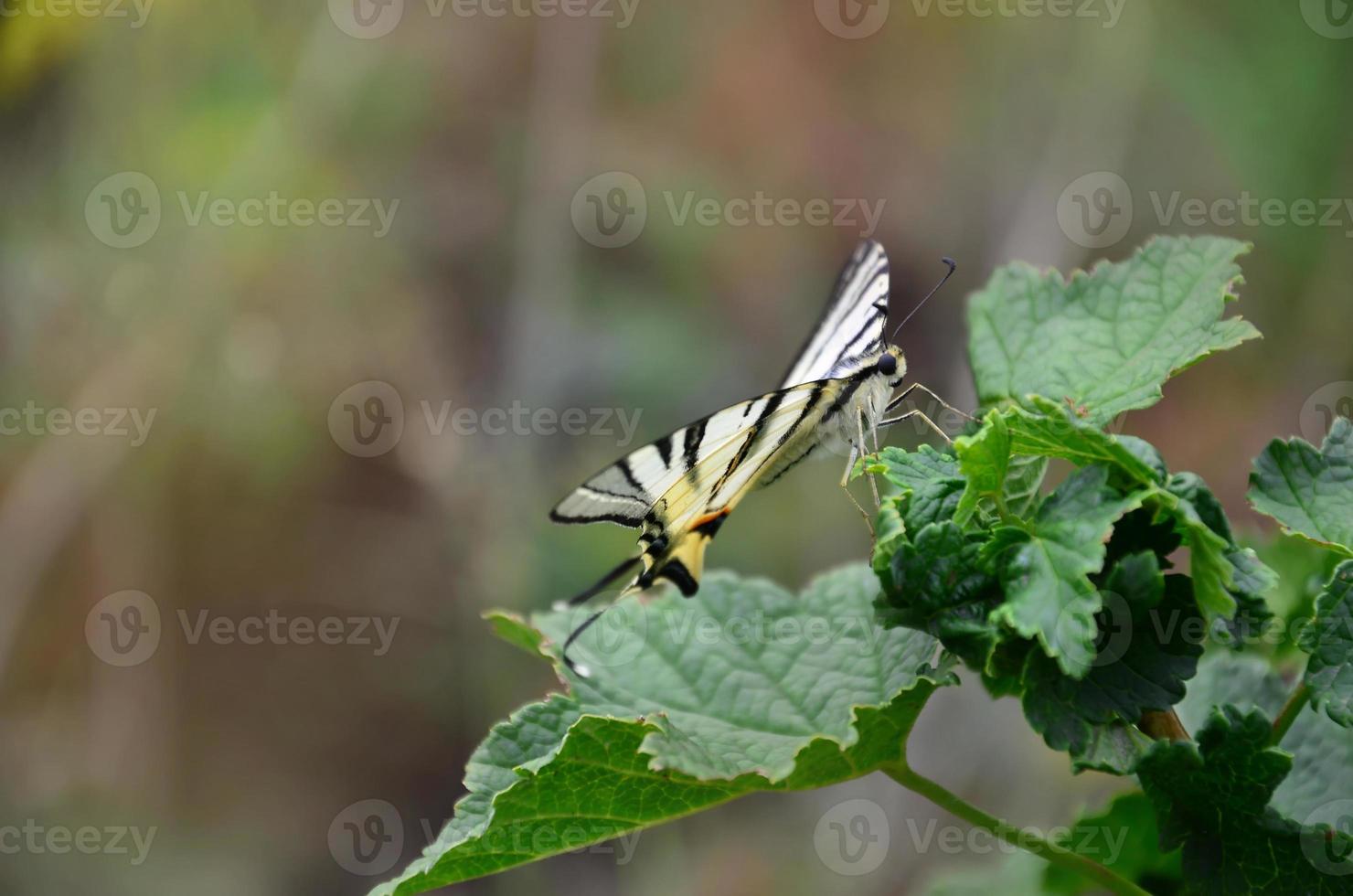 schaars zwaluwstaart iphiclides podalirius bijzonder Europese vlinder is zittend Aan de struiken van bloeiende frambozen foto