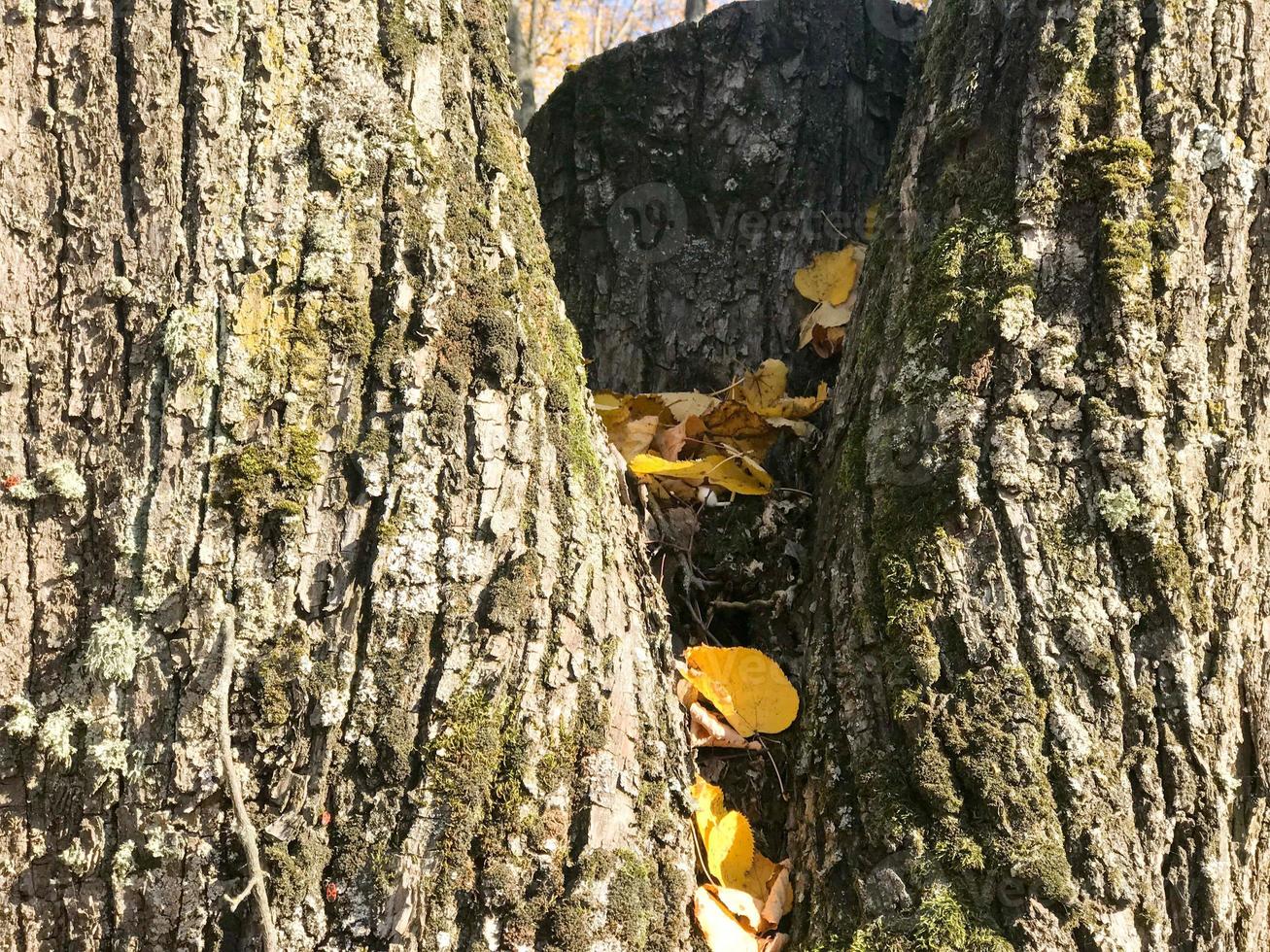 structuur van houtachtig natuurlijk donker schors met mos en scheuren en geel bladeren. de achtergrond foto