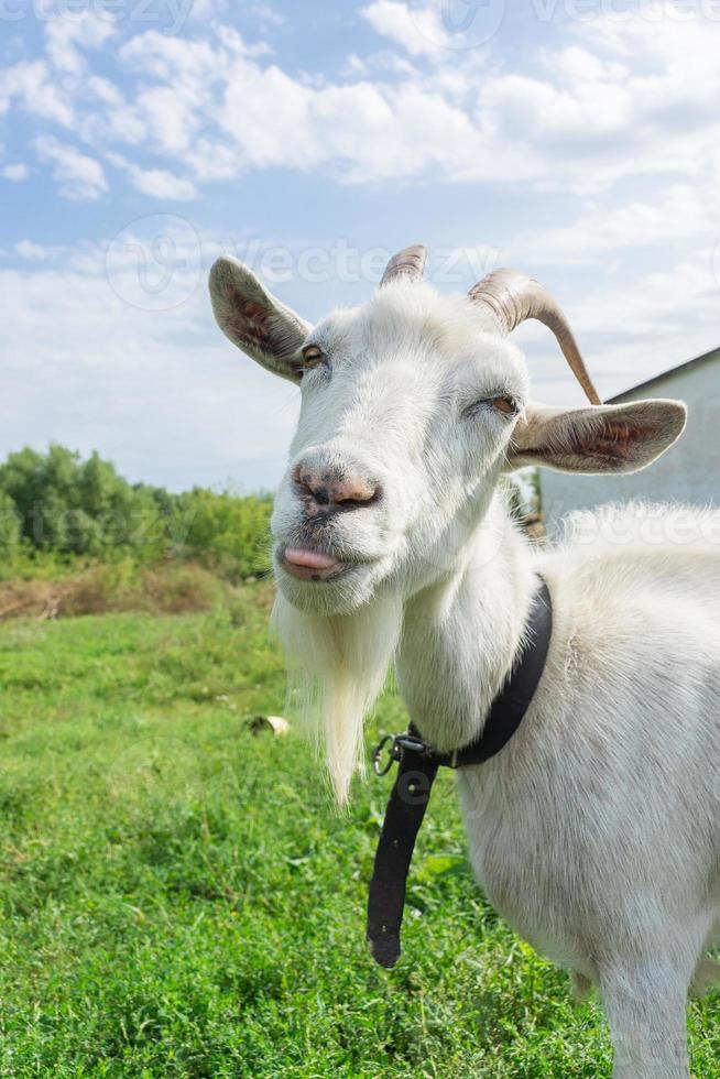 geit Aan de gras foto