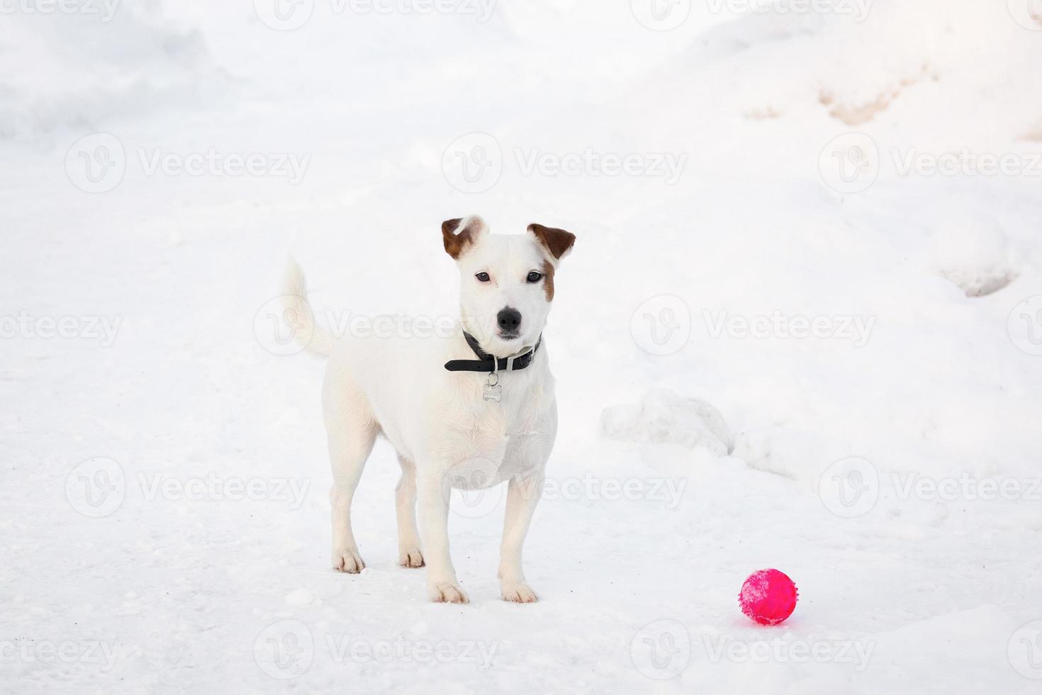 Jack Russell Terrier foto