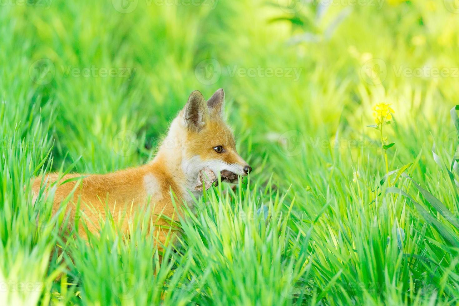 vos Aan de gras foto