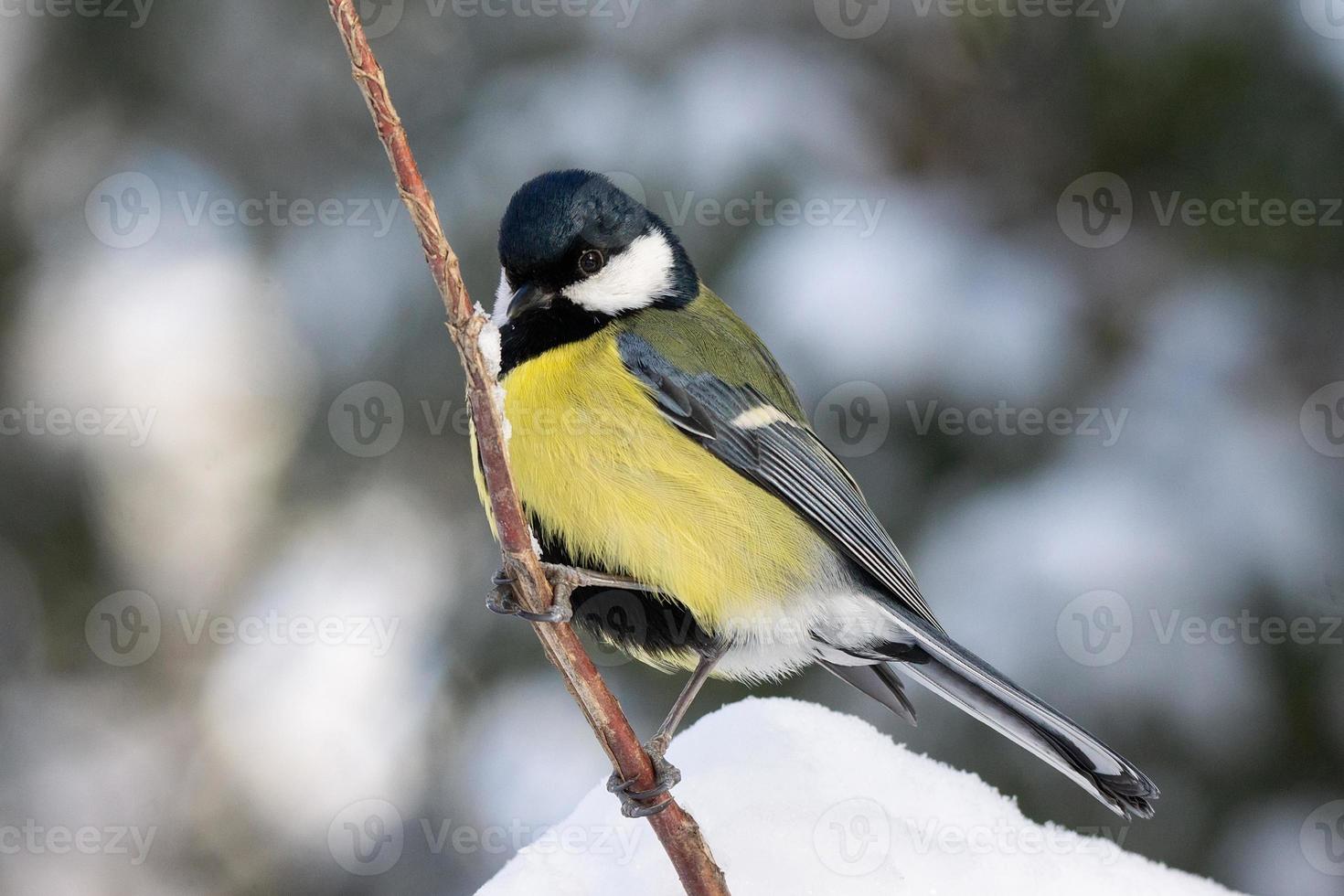 de vogel park in winter foto