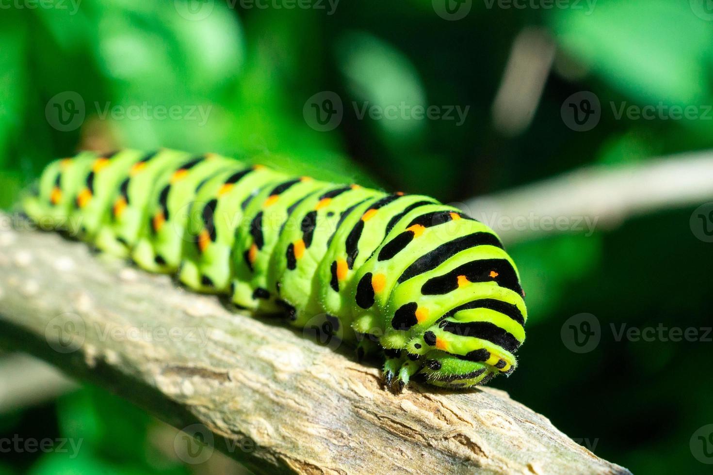 groen rups- Aan lila blad foto