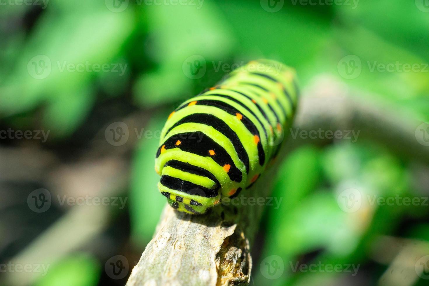 groen rups- Aan lila blad foto