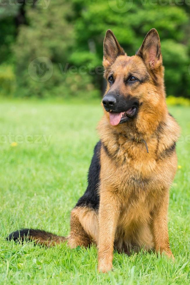 hond Aan de gras foto