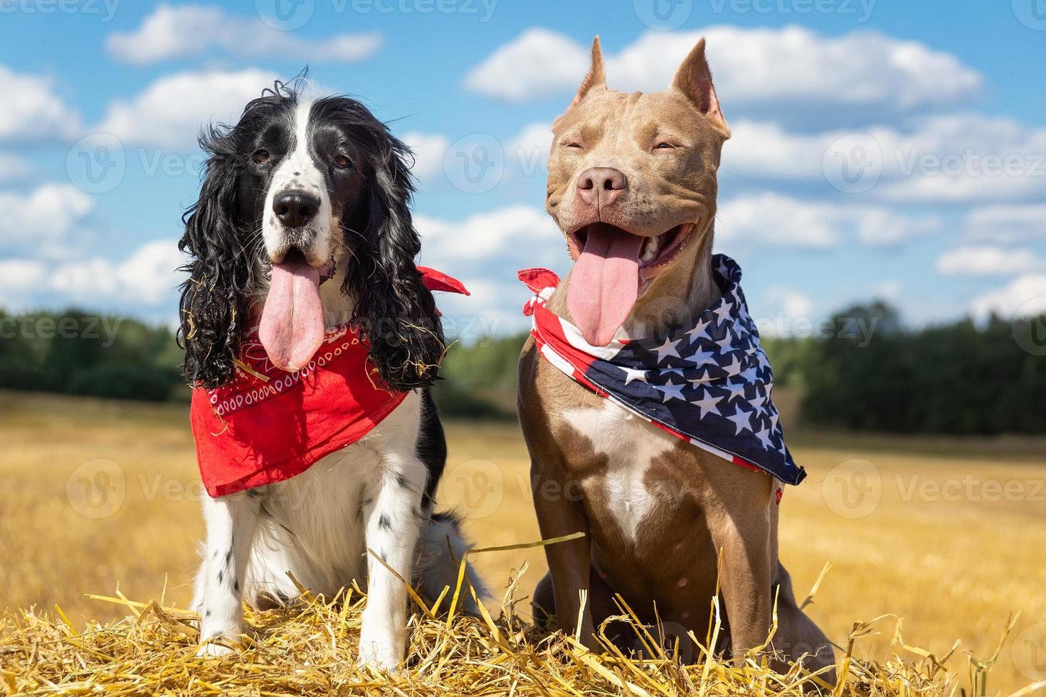 twee honden Bij een hooiberg foto