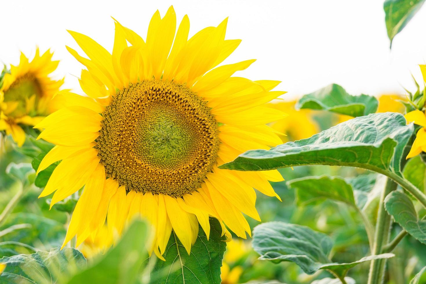 zonnebloem in het veld foto