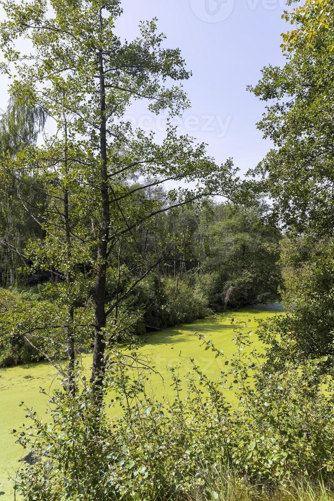 moerassig terrein met planten in zomer foto