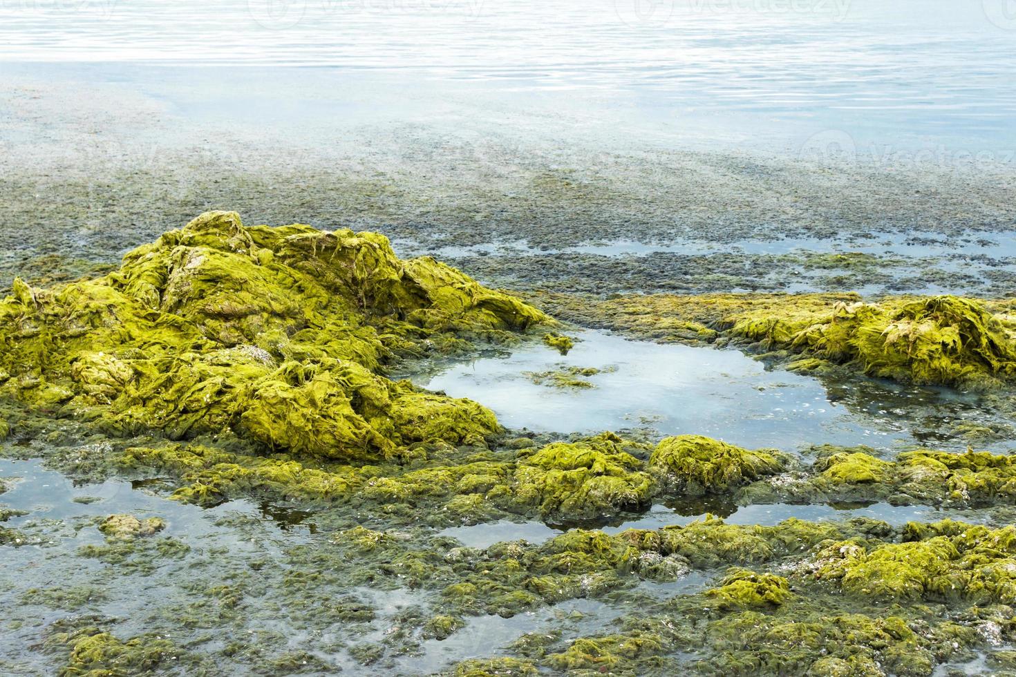 groen zeewier Aan de kust. ecologie en natuurlijk rampen concept foto