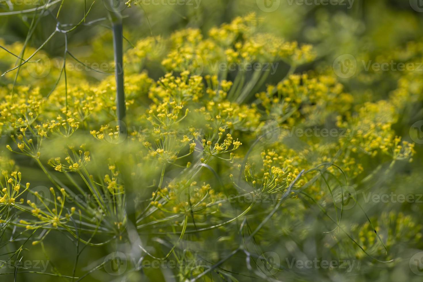 groeit groen dille in de veld, groeit groen dille voor gebruik net zo specerijen foto