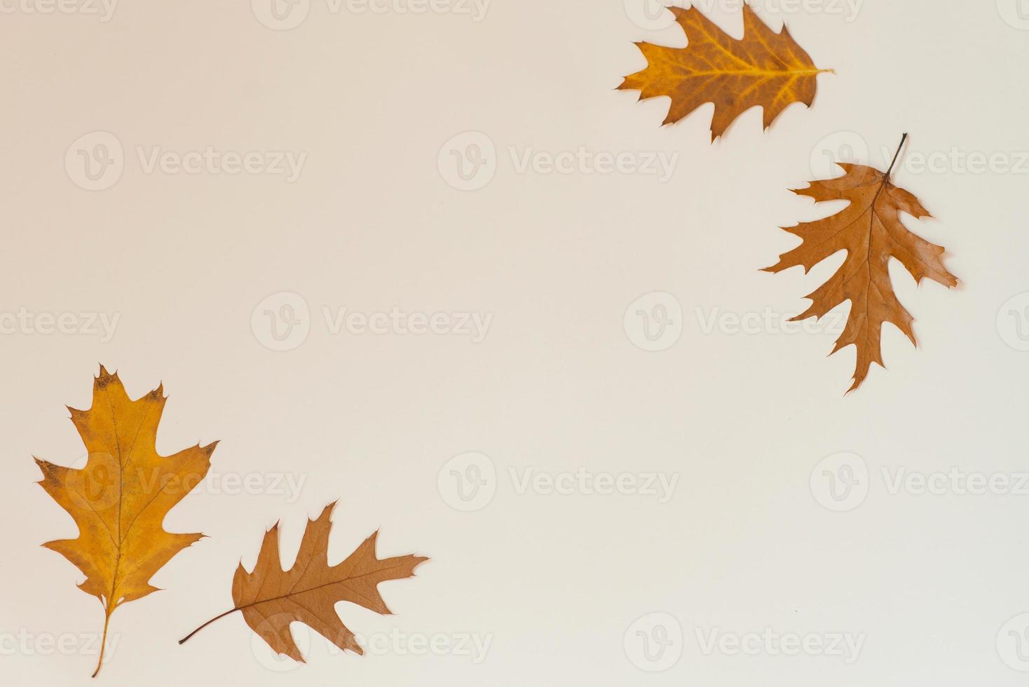 herfst samenstelling. kader gemaakt van herfst eik bladeren Aan een beige achtergrond. vlak lay-out, top visie, kopiëren ruimte foto