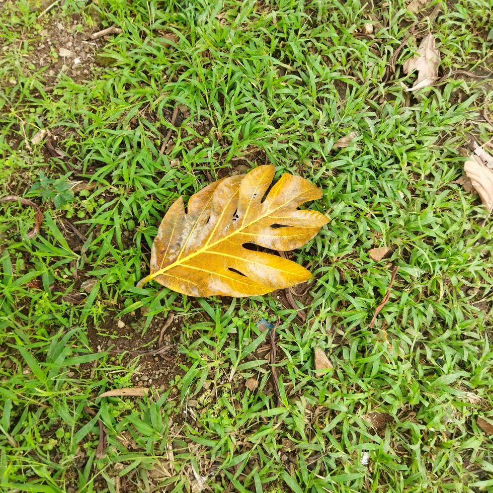 herfst blad in de gras foto