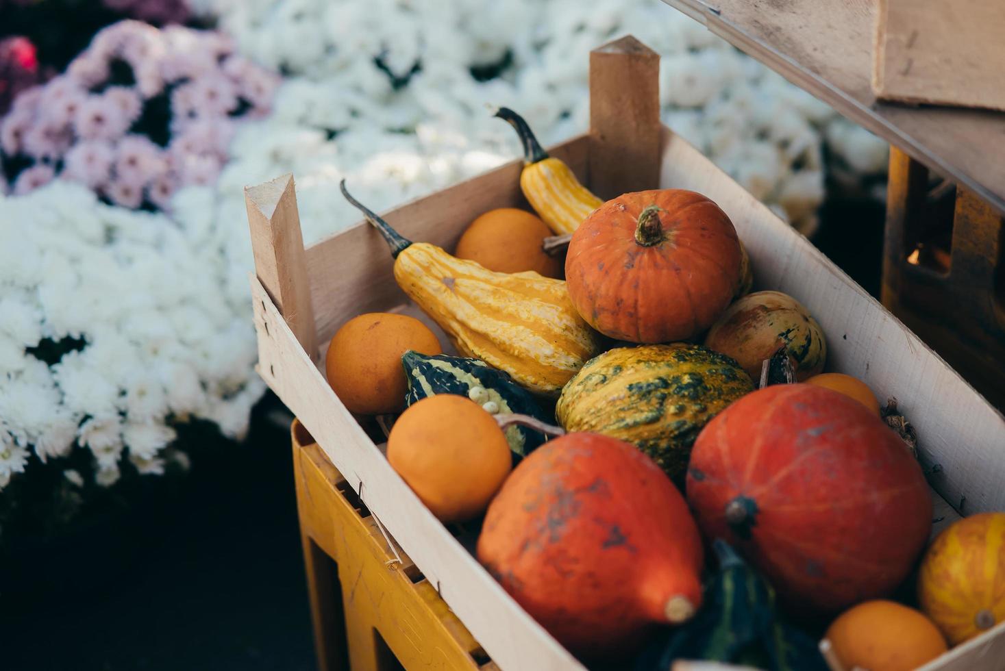 divers pompoenen in een houten doos, herfst oogst foto