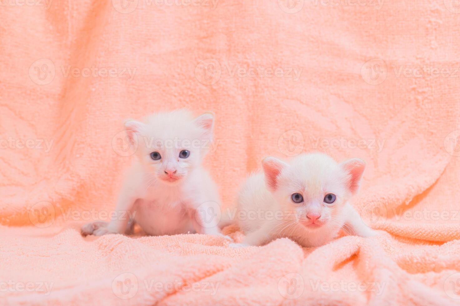 schattige witte kittens op een handdoek foto