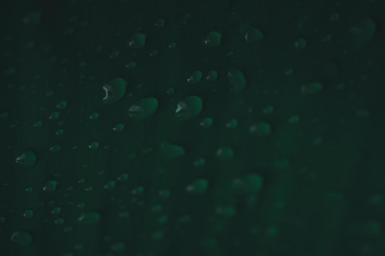 waterdruppels op een blad foto