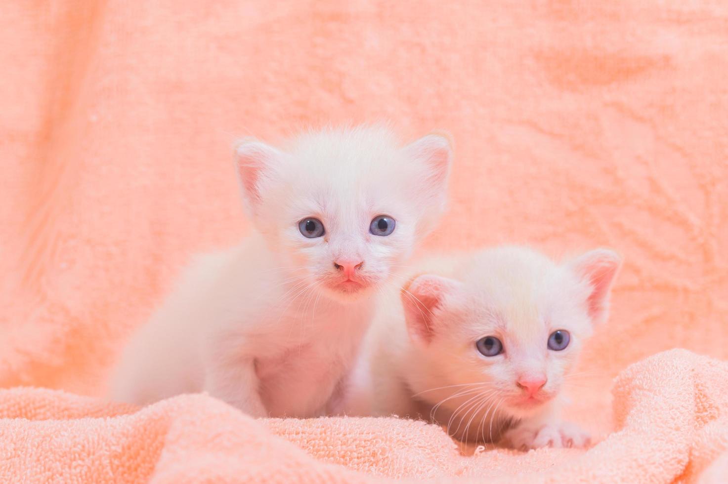schattige kittens op een handdoek foto