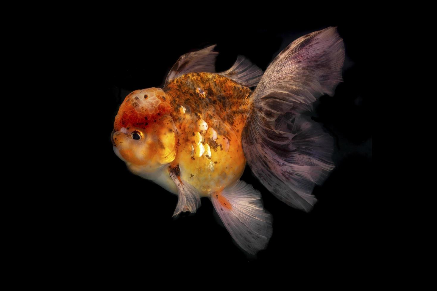 gouden vis op een zwarte achtergrond foto