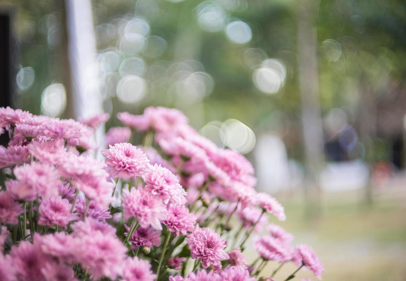 roze chrysanthemum bloemen foto