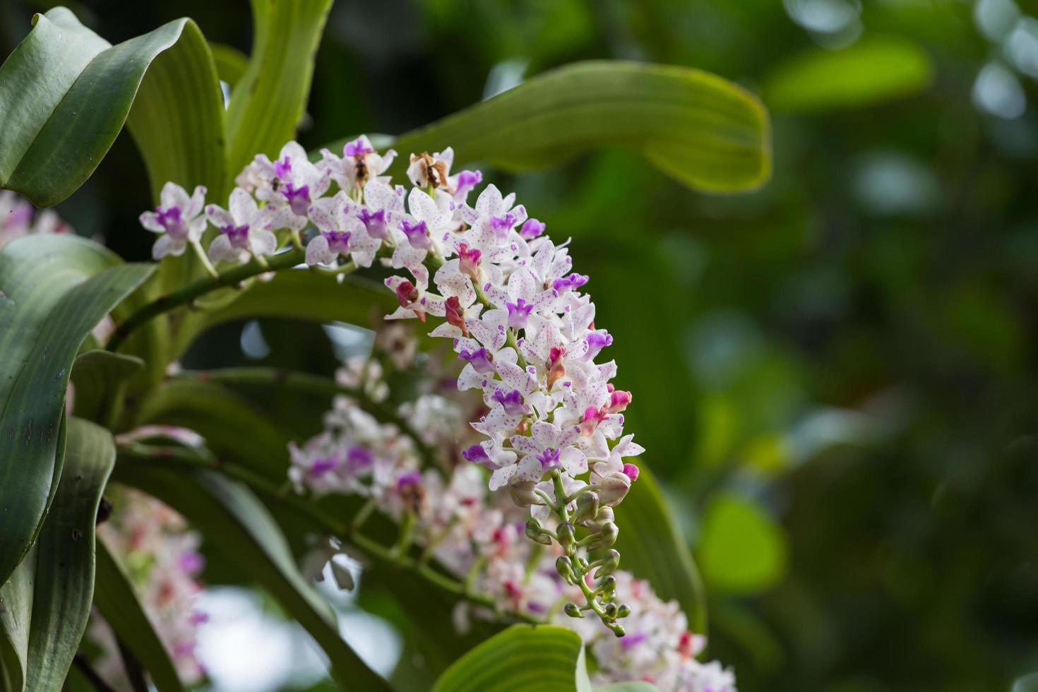 rhynchostylis gigantea in bloei foto