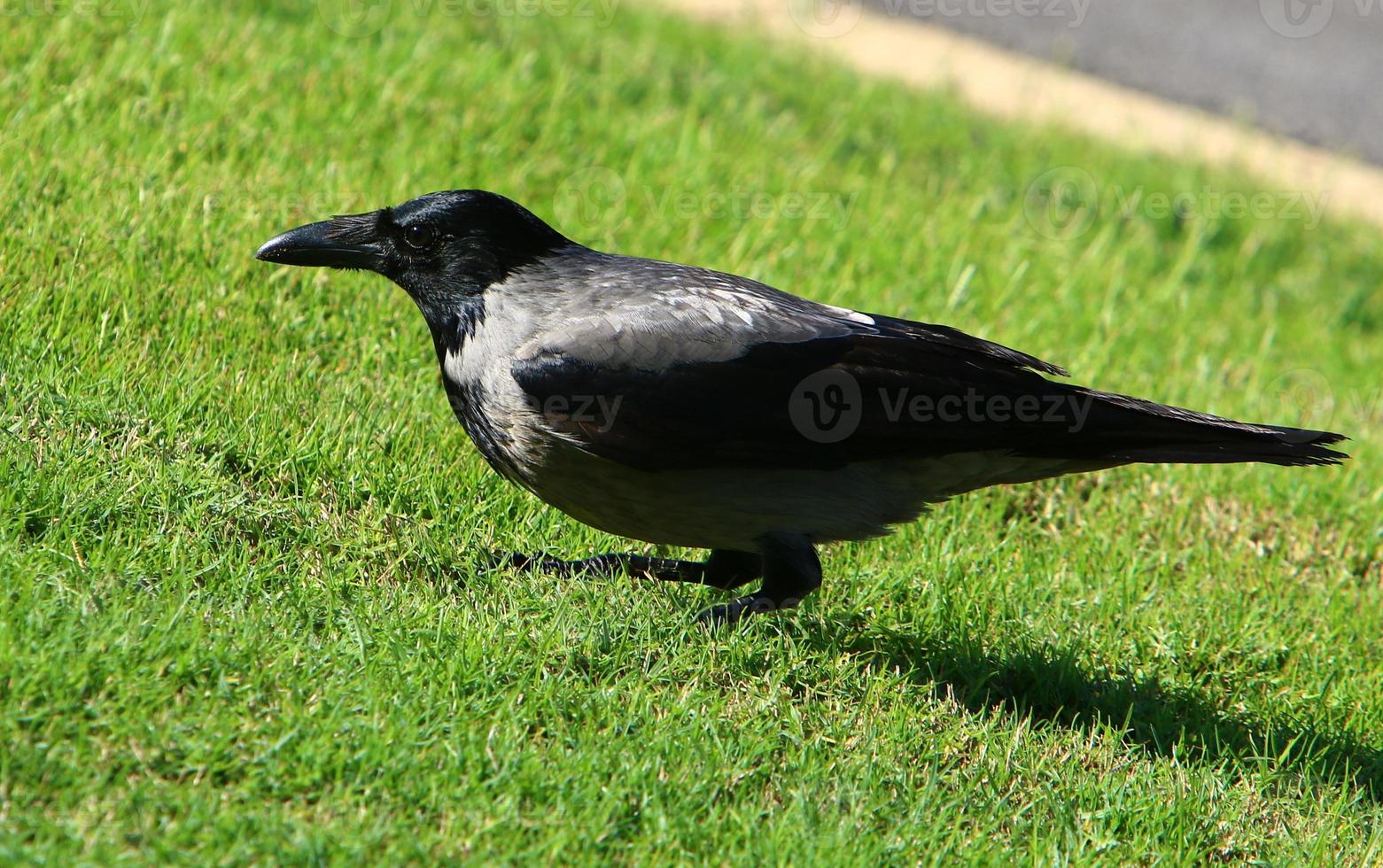 met een kap kraai in een stad park in Israël foto