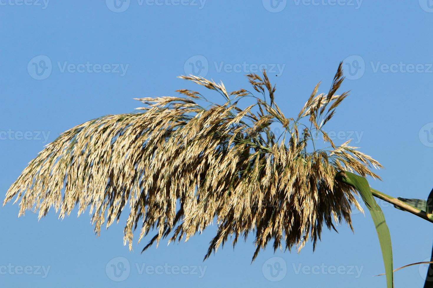 veld- aartjes natuurlijk droog bloemen 80 centimeter hoog. foto