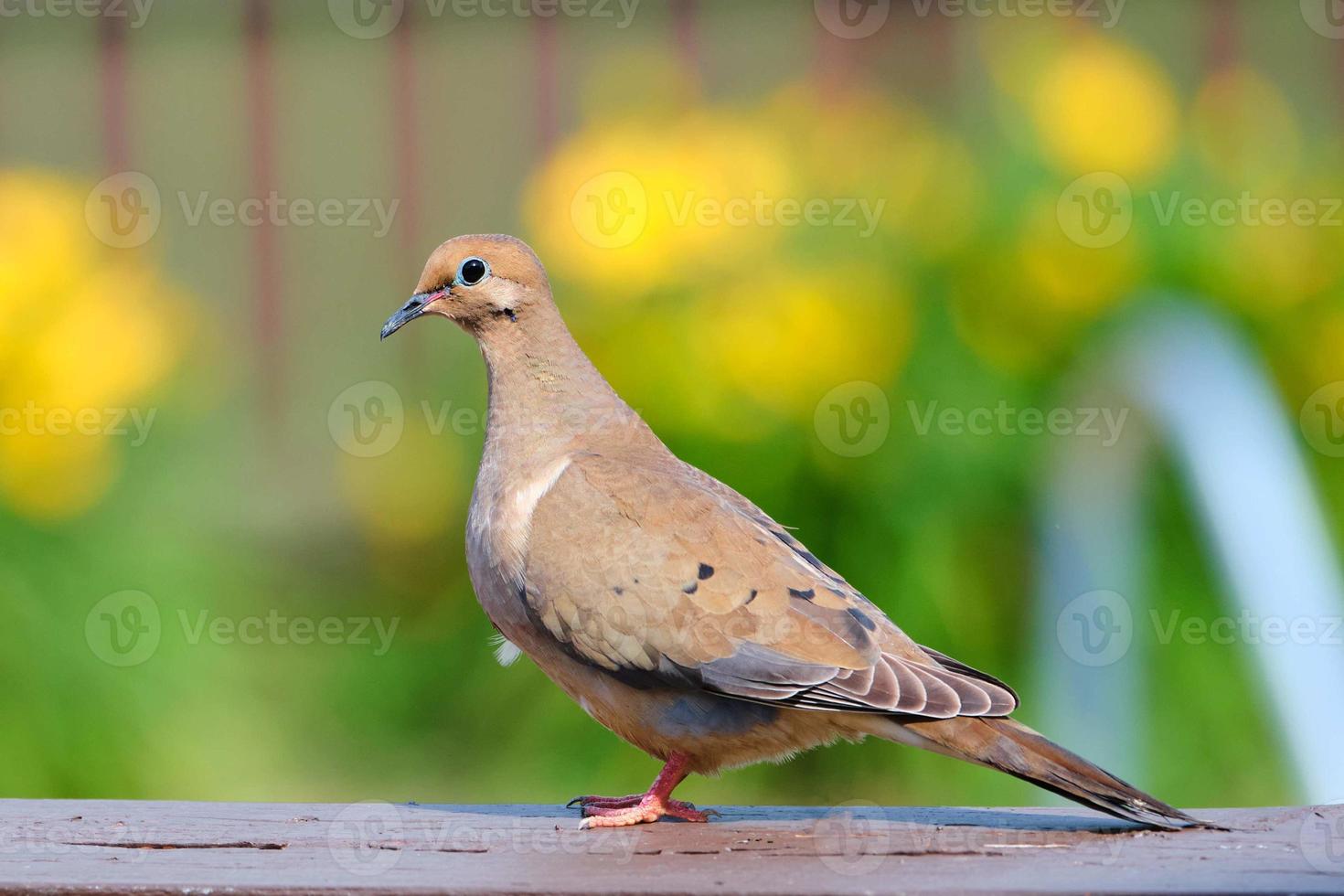 rouw duif rust Aan dek Aan zomer dag foto