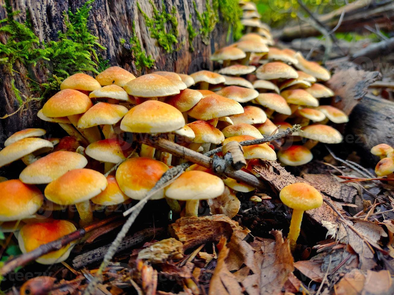 bundel van geel champignons groeit Aan een dood boom stomp foto