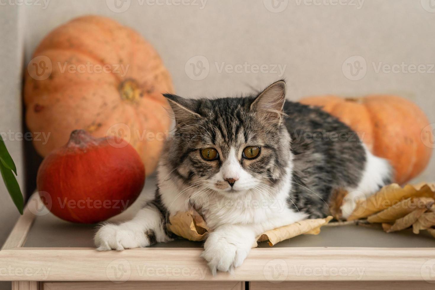 pluizig grijs kat zit Aan de tafel tussen pompoenen en vallen bladeren foto