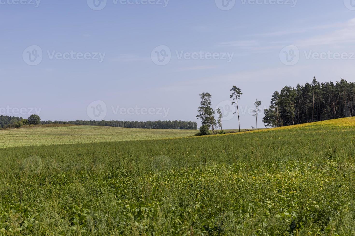 ontbossing voor hout oogsten , Woud foto