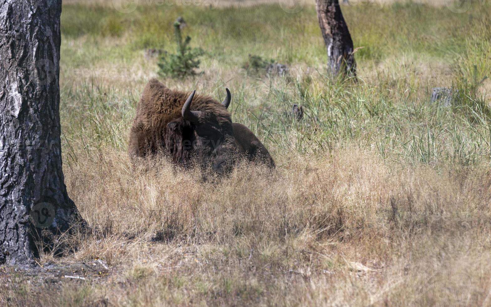 wild dier Europese bizon foto