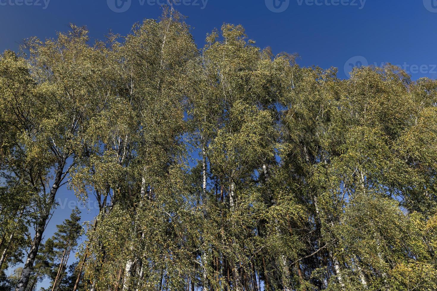 berk bosje met hoog berk bomen in herfst foto