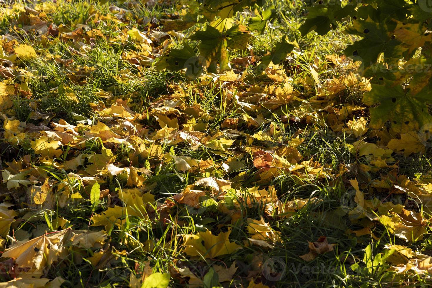 esdoorn- gebladerte dat heeft veranderd kleur in herfst foto