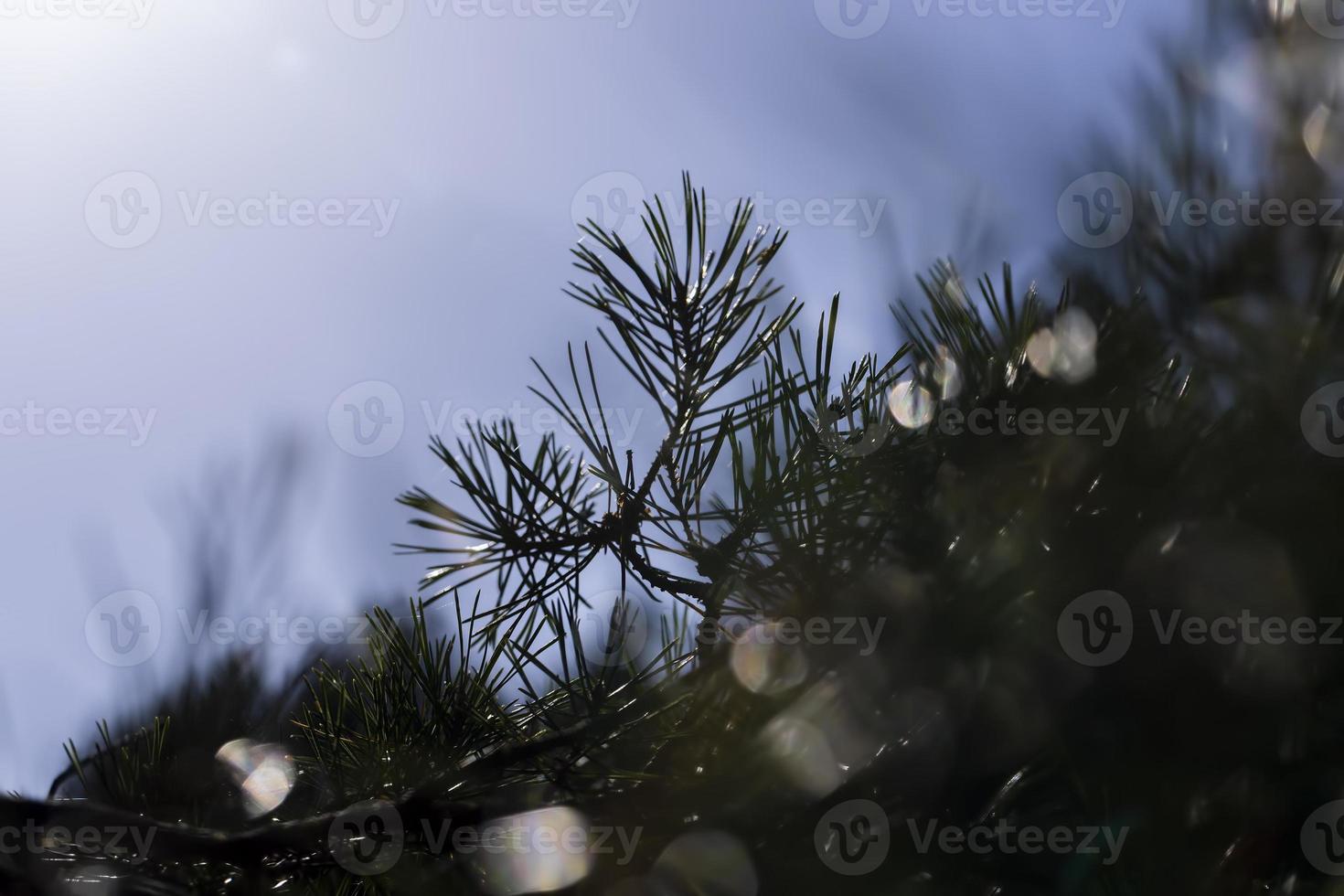 naald- pijnboom boom met lang naalden foto