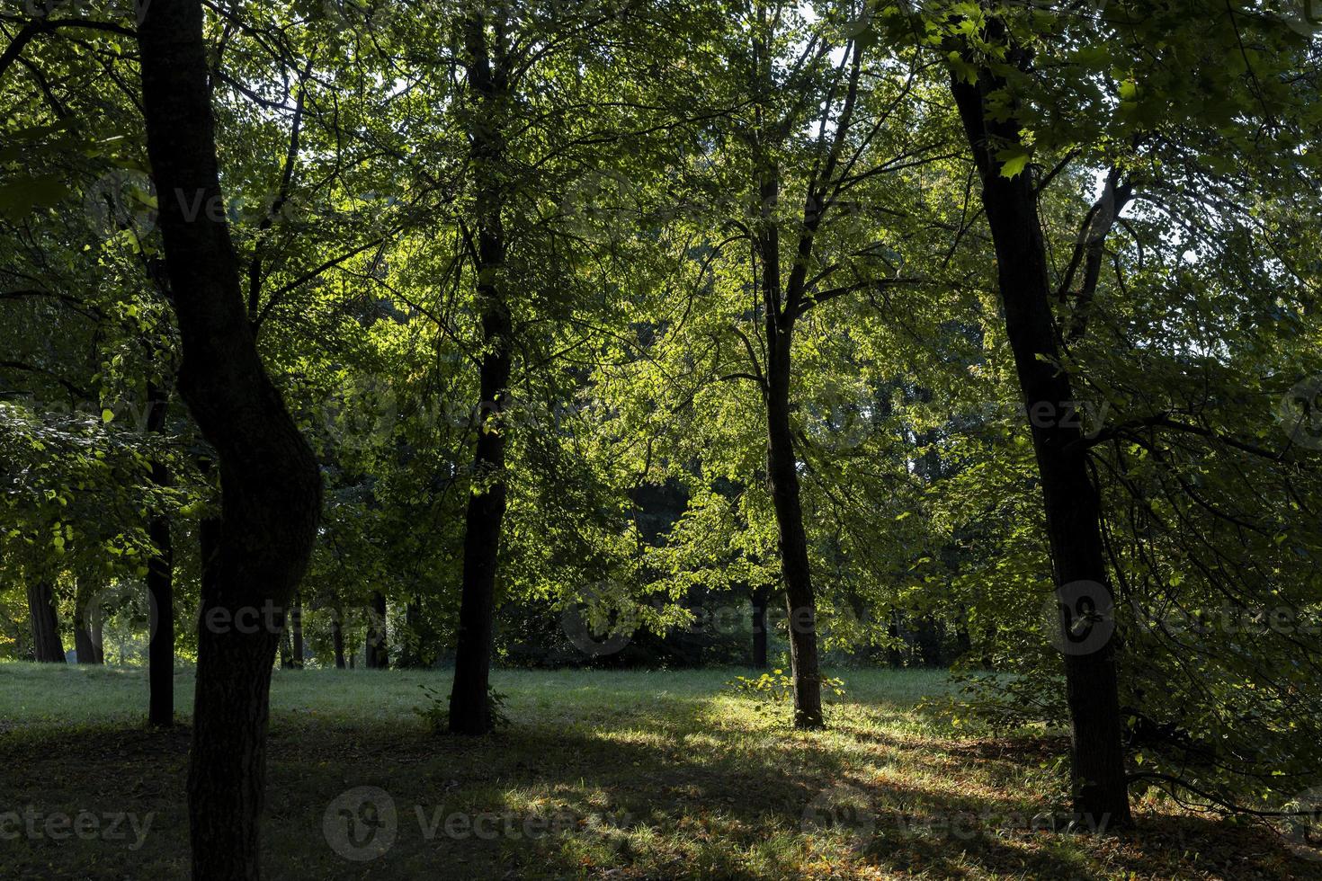 bladverliezend bomen met groen gebladerte in zomer foto