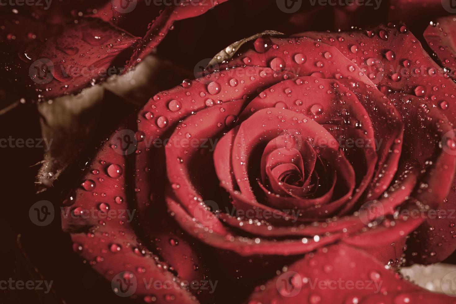roos met waterdruppels. foto