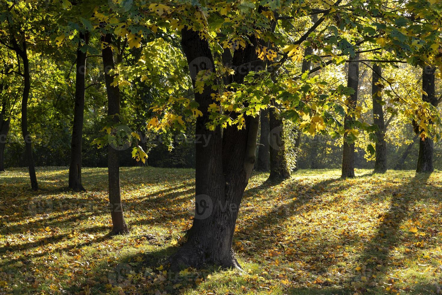 herfst park met bomen gedurende blad vallen foto