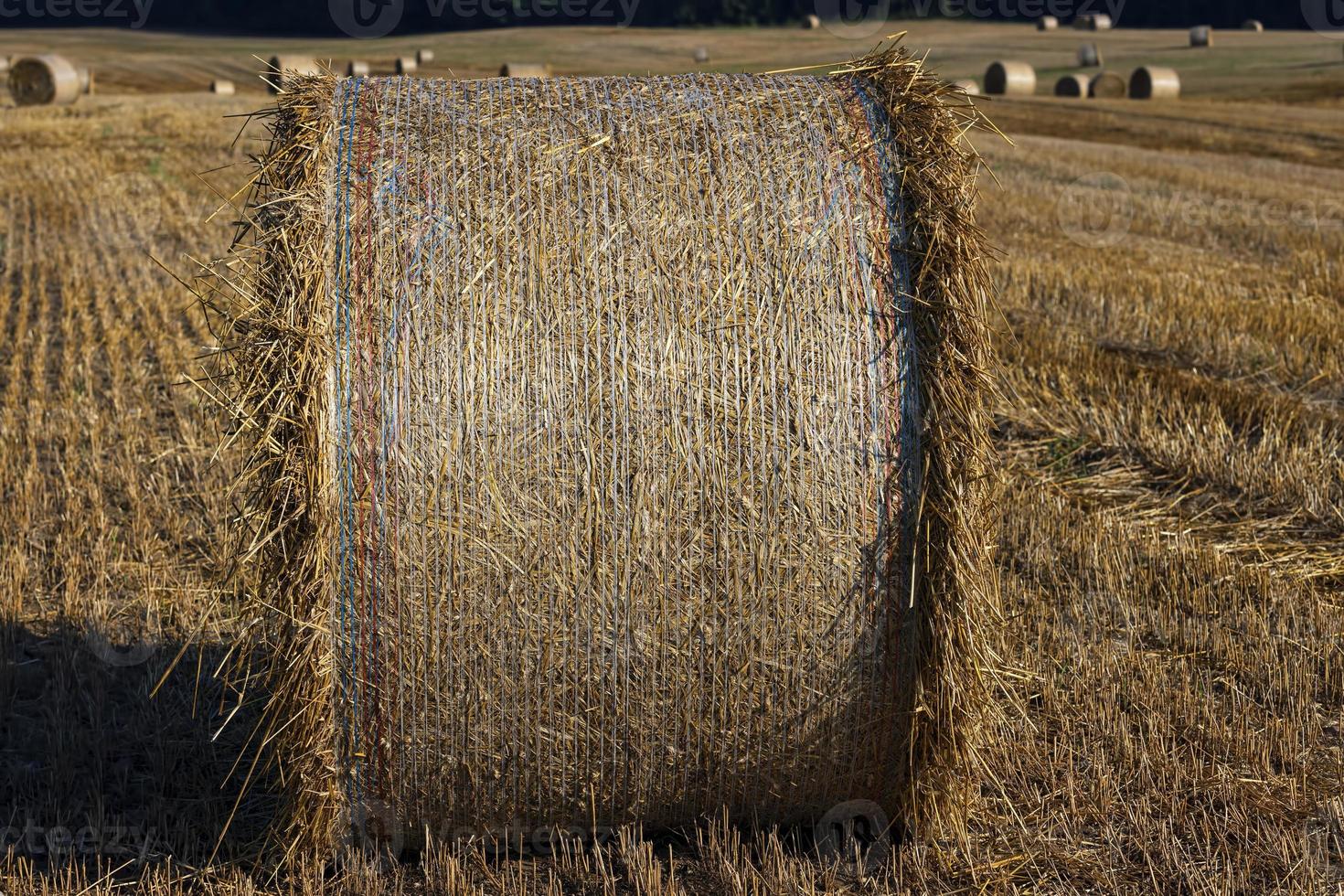 rietje stack na oogsten graan in de veld- foto