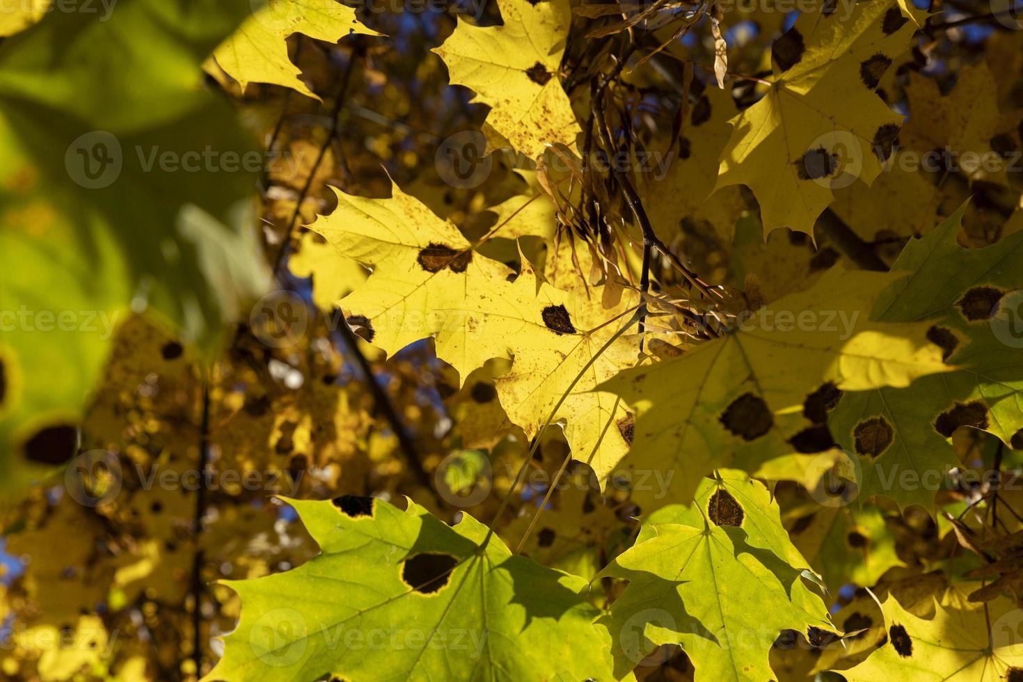 esdoorn- boom gebladerte in herfst foto