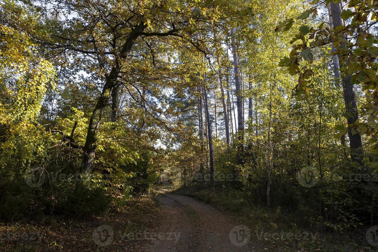 herfst Woud met bomen gedurende blad vallen foto