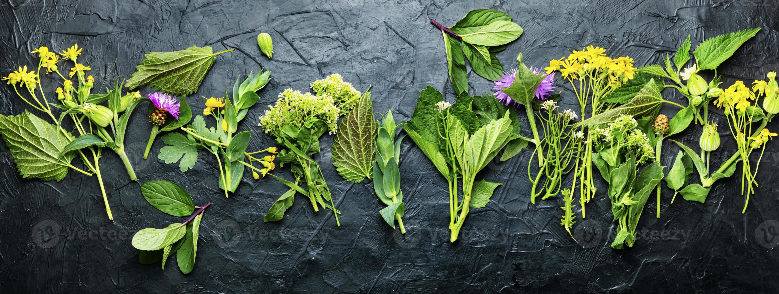 natuurlijk medicijn, vers planten, genezing kruiden foto