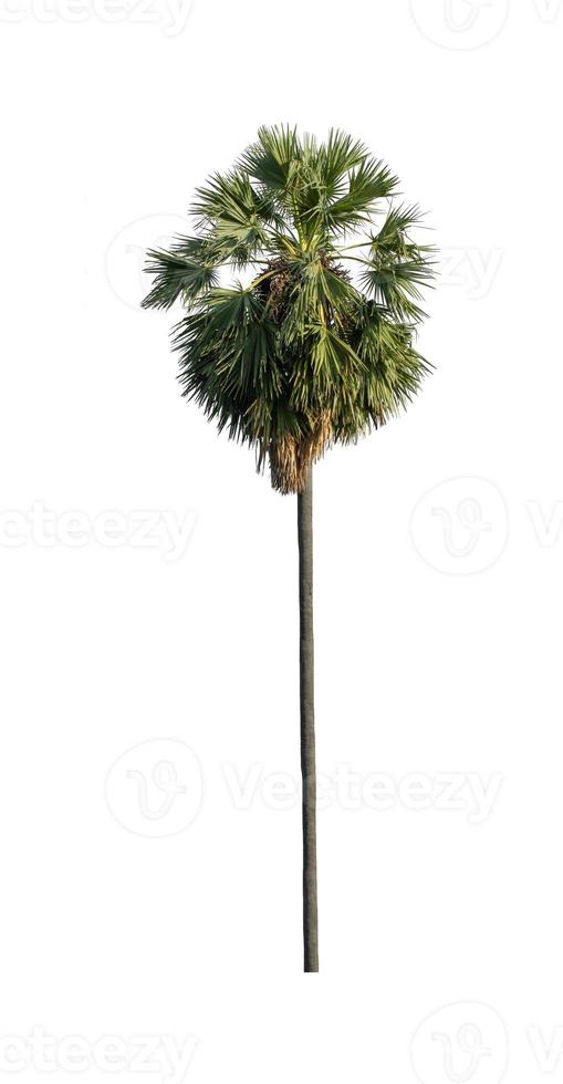 suiker palm dat zijn geïsoleerd Aan een wit achtergrond zijn geschikt voor beide het drukken en web Pagina's foto