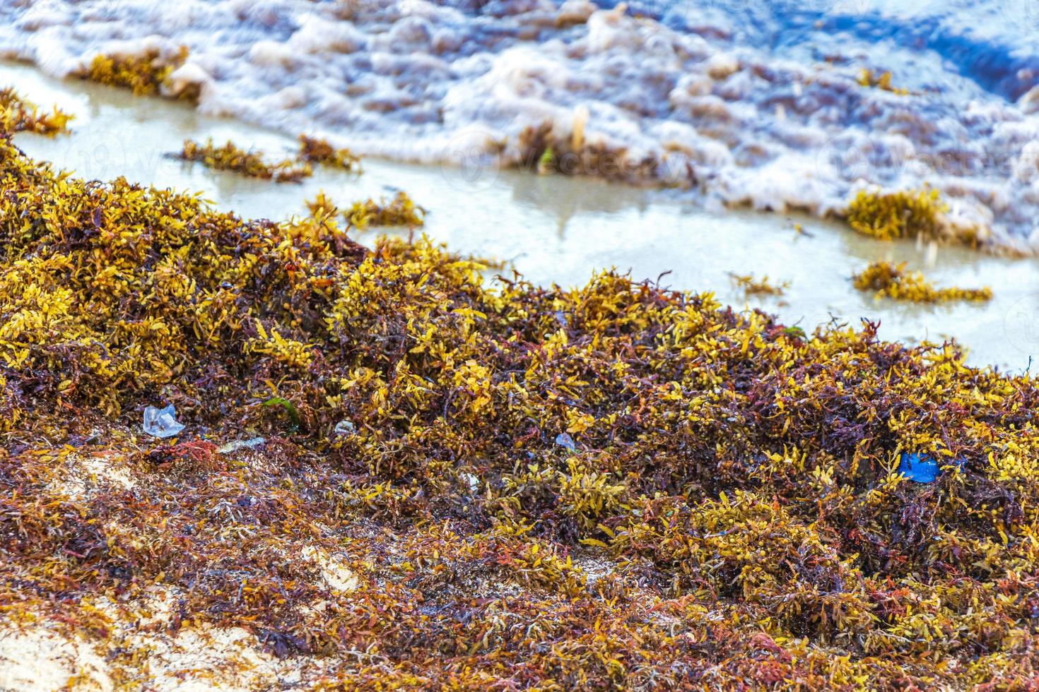 heel walgelijk rood zeewier sargazo strandmet vuilnis verontreiniging Mexico. foto