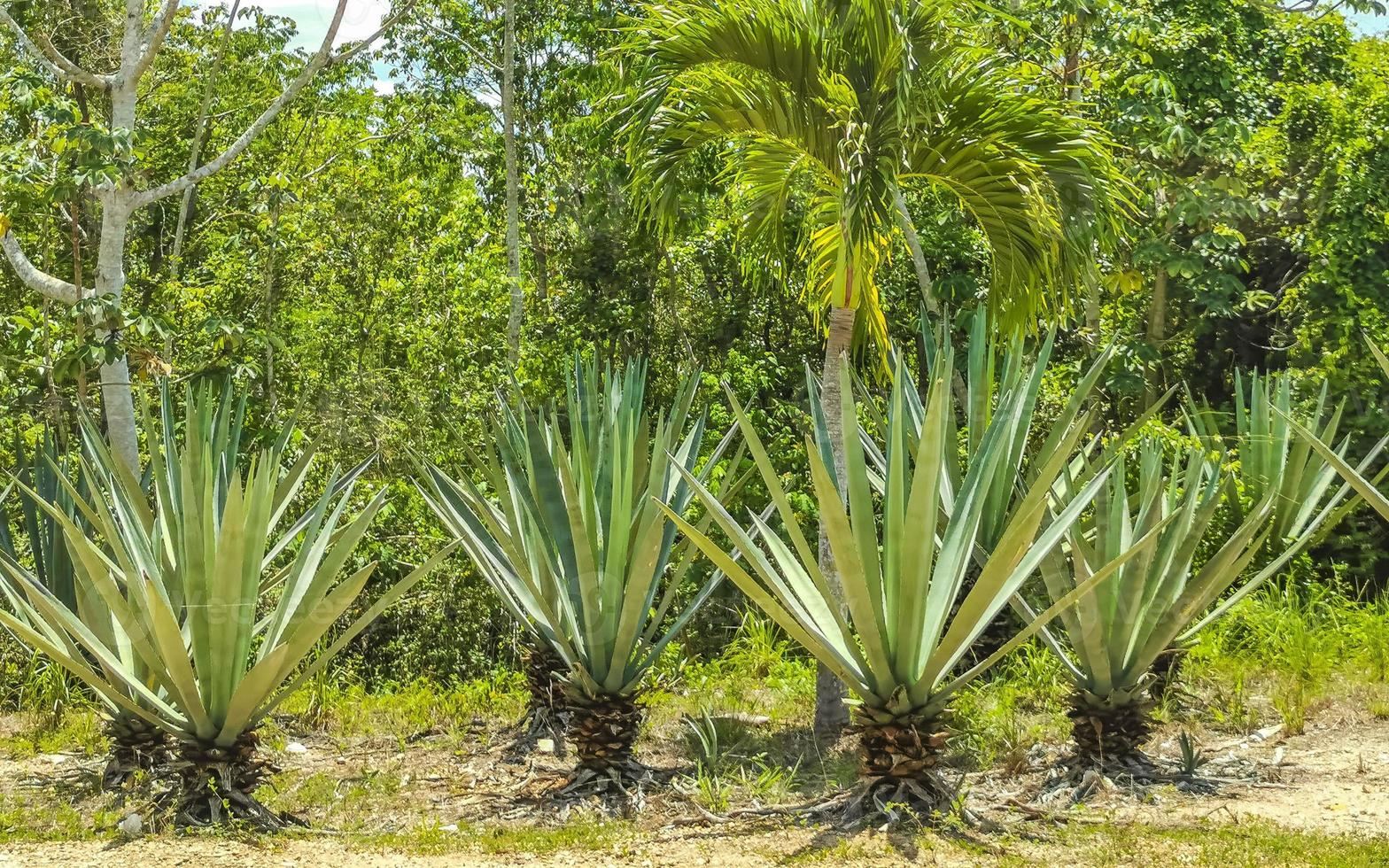 caraïben strand Spar palm bomen in oerwoud Woud natuur Mexico. foto